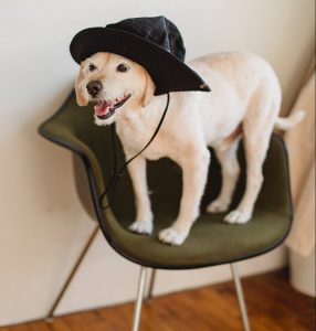 Dog wearing bucket hat standing on green velvet chair